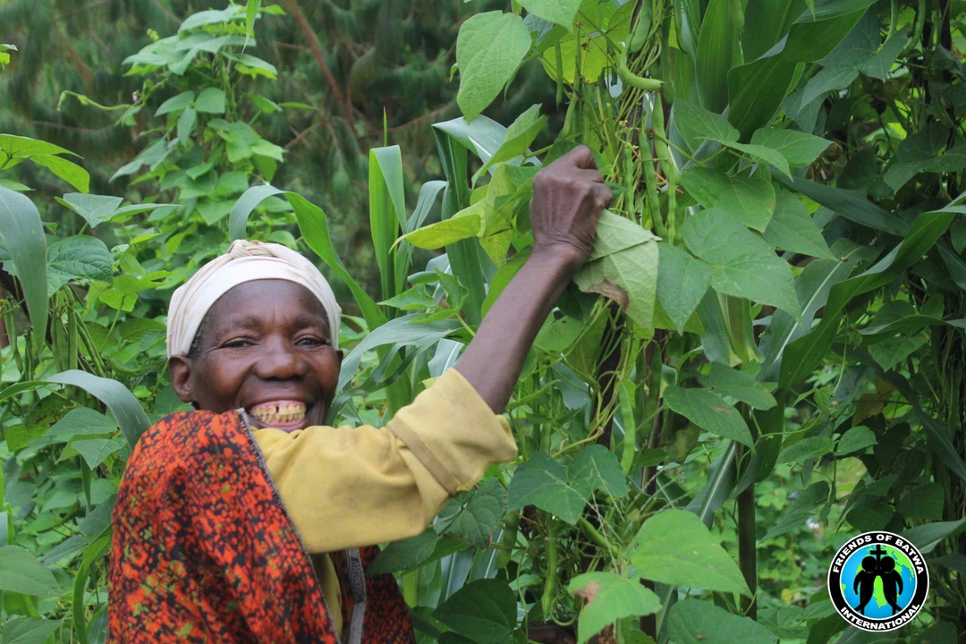 Batwa preparing their small harvets